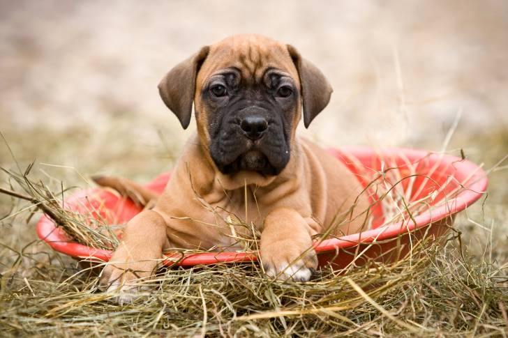 Photo Dogo Canario