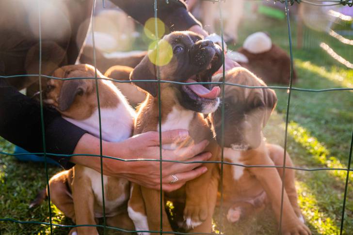 Photo Dogo Canario