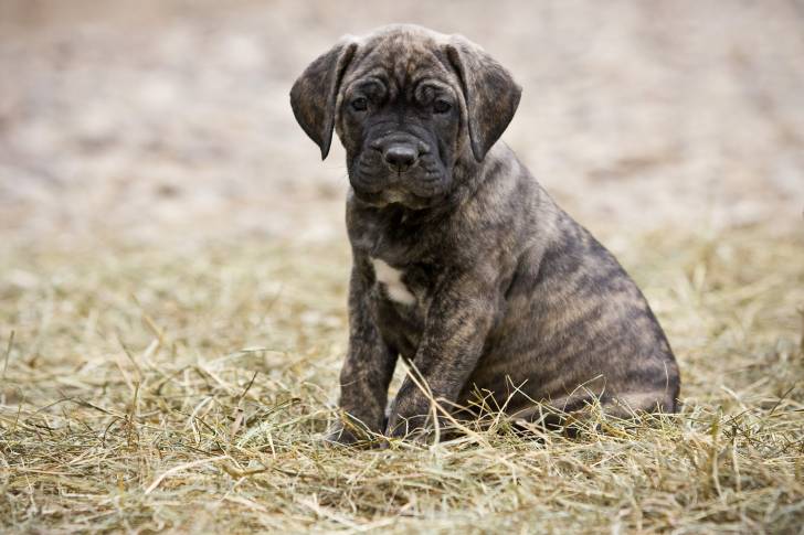 Photo Dogo Canario