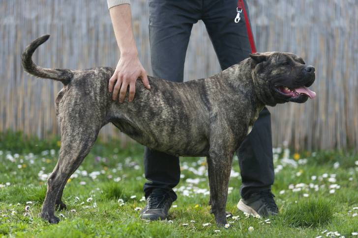 Photo Dogo Canario