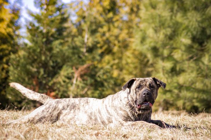 Photo Dogo Canario