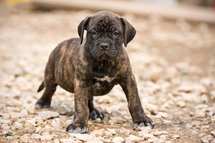 Photo Dogo Canario