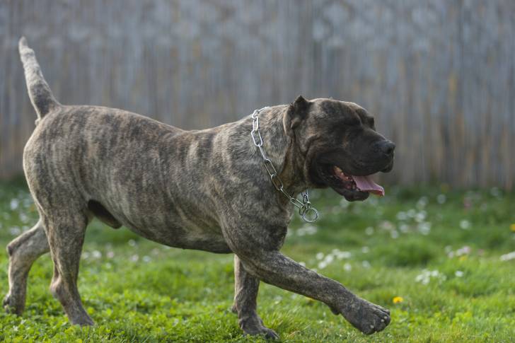 Photo Dogo Canario
