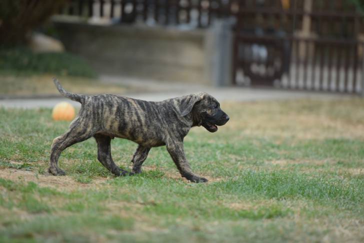 Photo Dogo Canario