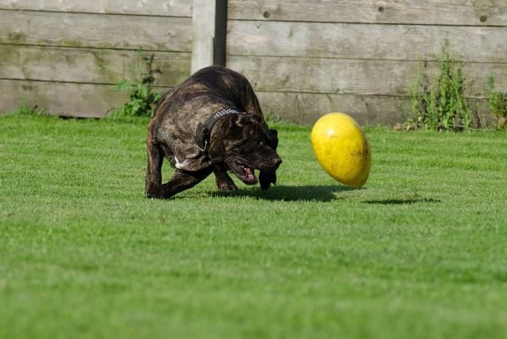 Photo Dogo Canario