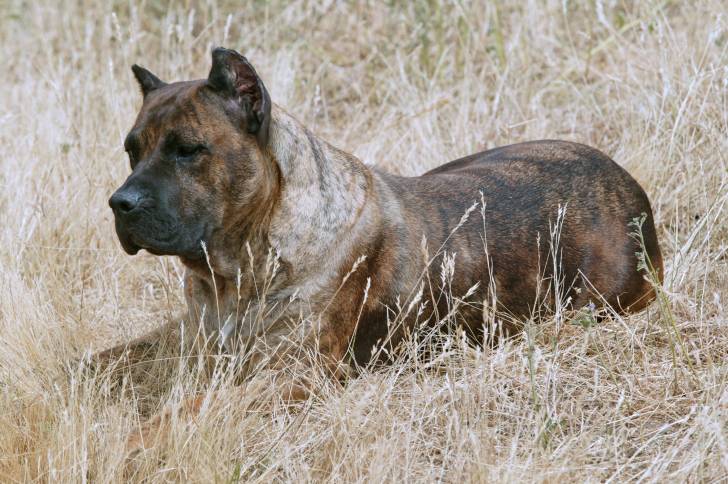 Un Dogo Canario est allongé dans les herbes sèches