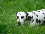 vanille dans la verdure - Dalmatien