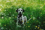ma vanille dans la petite prairie!! - Dalmatien