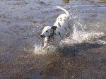 Andy à la mer - Dalmatien Mâle (2 ans)