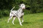 Photo Dalmatien