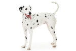Photo Dalmatien