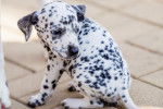 Un chiot Dalmatien assis sur le sol en extérieur 