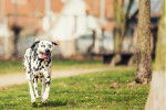 Photo Dalmatien