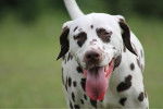 Photo Dalmatien