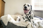 Photo Dalmatien