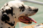 Photo Dalmatien