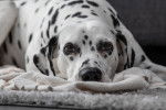 Photo Dalmatien