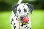 Un jeune Dalmatien tient un jouet dans sa gueule