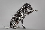 Photo Dalmatien