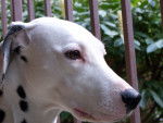 tarasia - Dalmatien (9 ans)