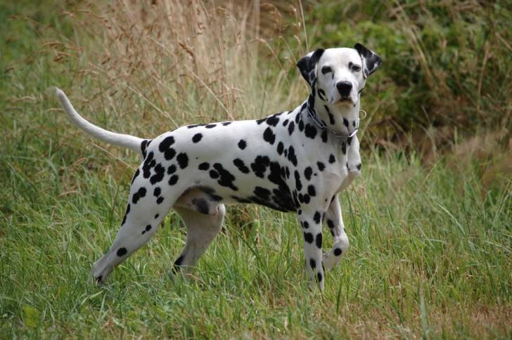 Leo - Dalmatien Mâle (2 ans)