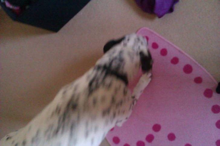 Lucky - Dalmatien Mâle