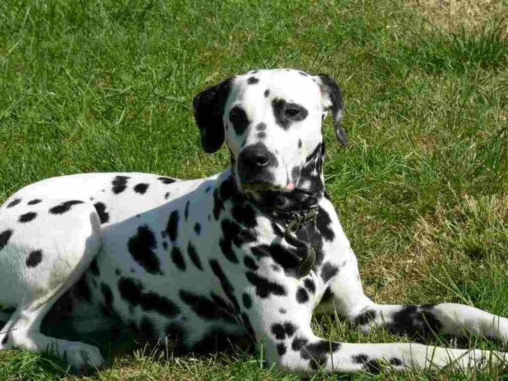 vanille en plein bain de soleil - Dalmatien