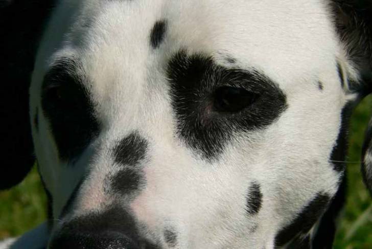 vanille - Dalmatien