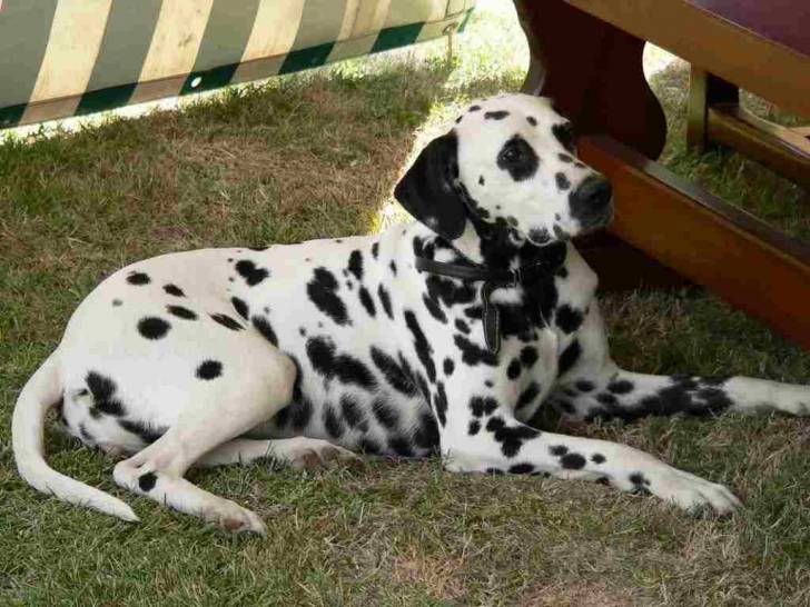 vanille - Dalmatien