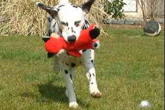 Samba - Dalmatien