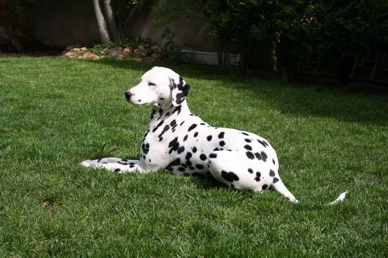 Andy bb - Dalmatien Mâle (9 mois)