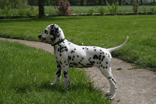 dalmatien-bambou - Dalmatien
