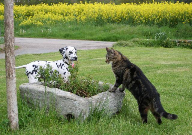 dalmatien - Dalmatien