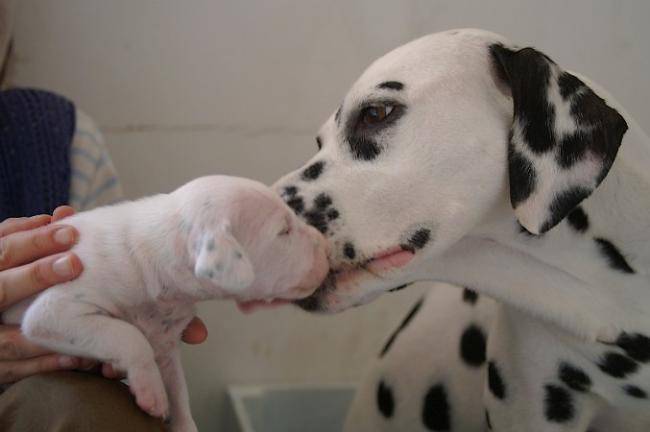 Cléo des Landes d'Iroise, 4 ans et son bébé - Dalmatien (4 ans)