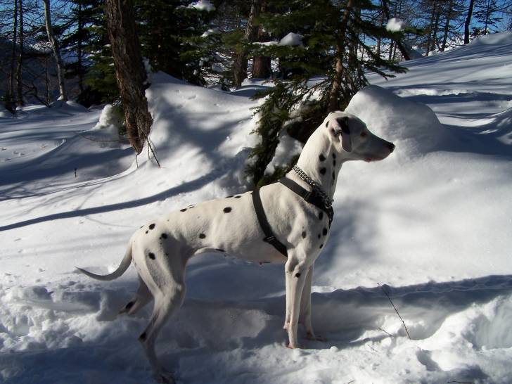 tarasia - Dalmatien (9 ans)