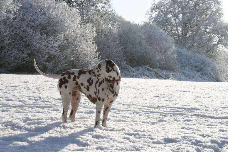 Photo Dalmatien