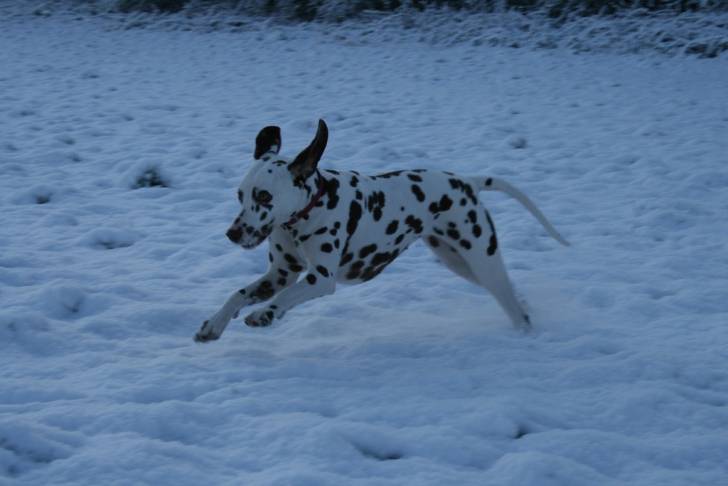 Photo Dalmatien