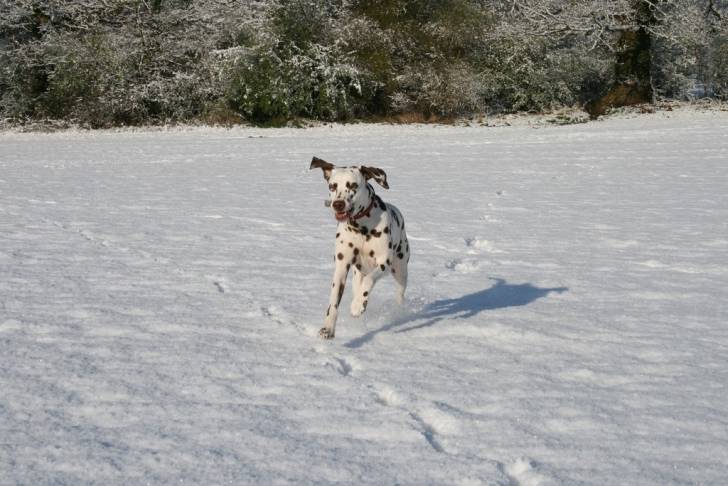 Photo Dalmatien