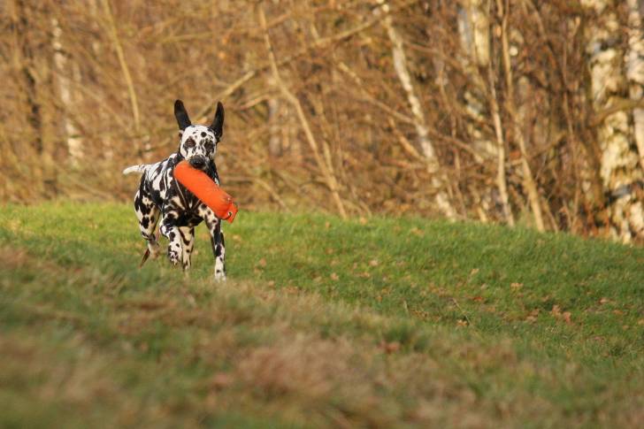 Photo Dalmatien
