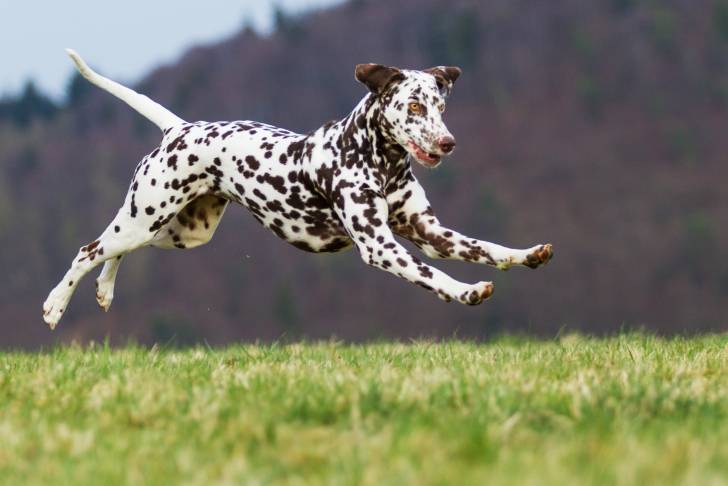 Un Dalmatien bondit dans un jardin