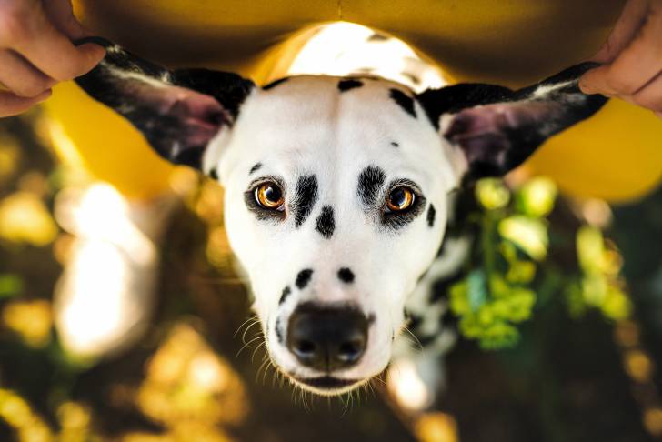 Un Dalmatien avec de grandes oreilles
