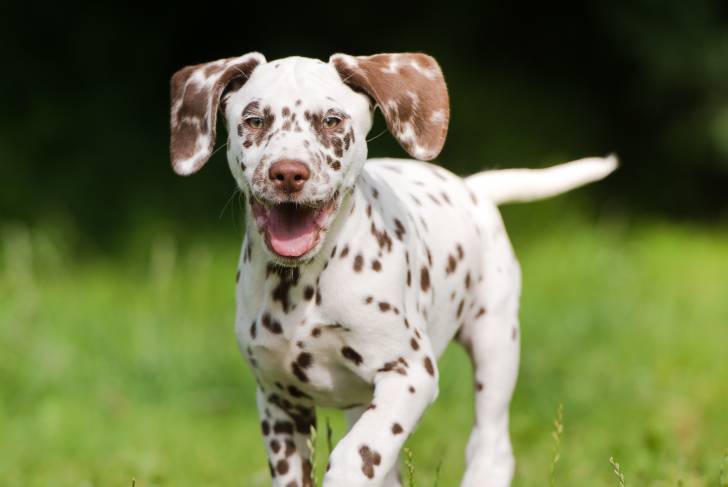 Un jeune Dalmatien marron qui se promène dehors