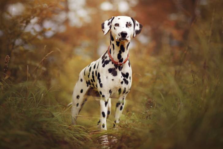 Un Dalmatien qui se tient debout au milieu d'un sentier de campagne