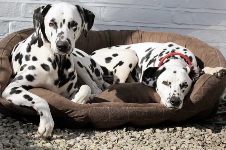 Deux Dalmatiens allongés dans un panier marron
