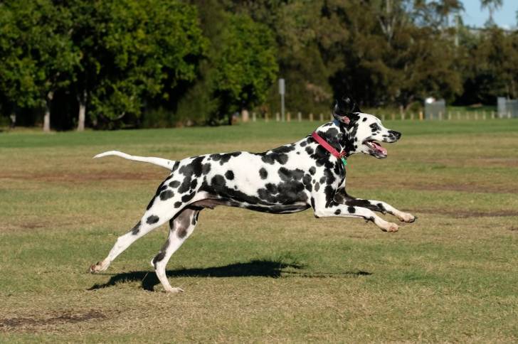 Photo Dalmatien