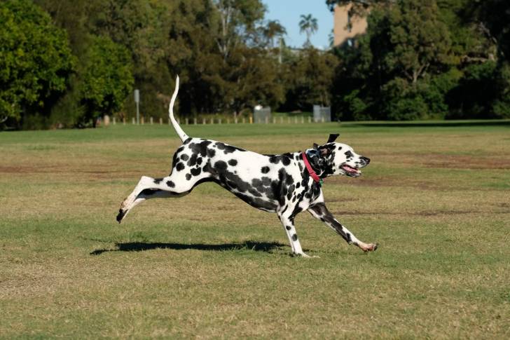Photo Dalmatien
