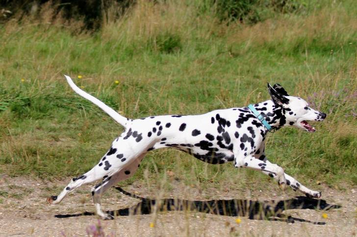 Photo Dalmatien