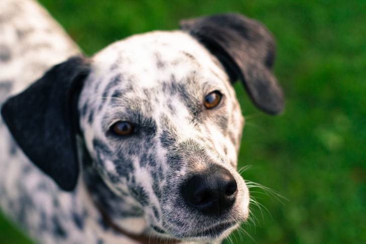 Un Dalmatien aux oreilles toutes noires qui regarde en l'air vers l'objectif