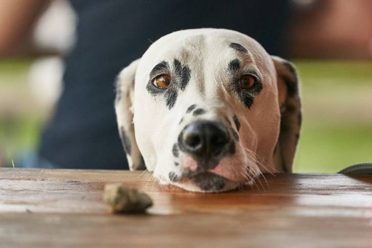 Un Dalmatien la tête posée sur une table en bois