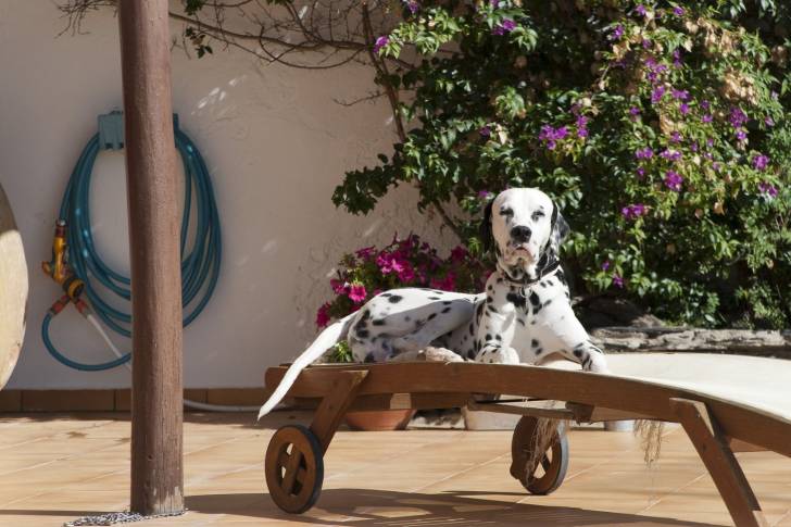 Photo Dalmatien